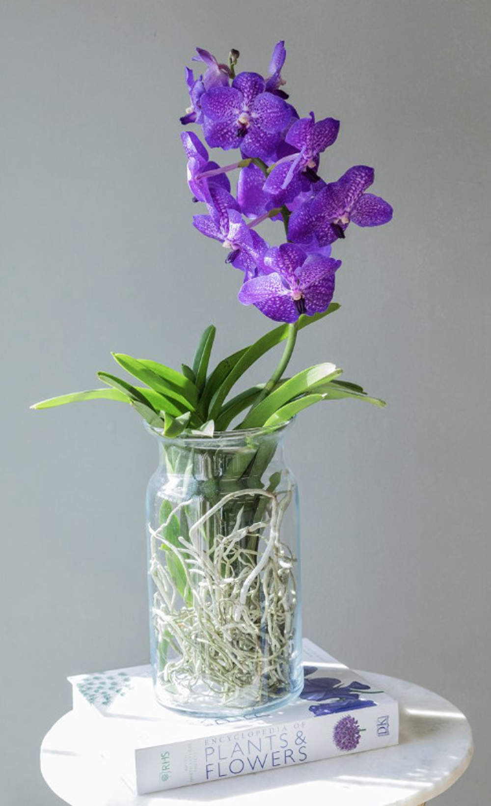 Orquídea morada de Colvin