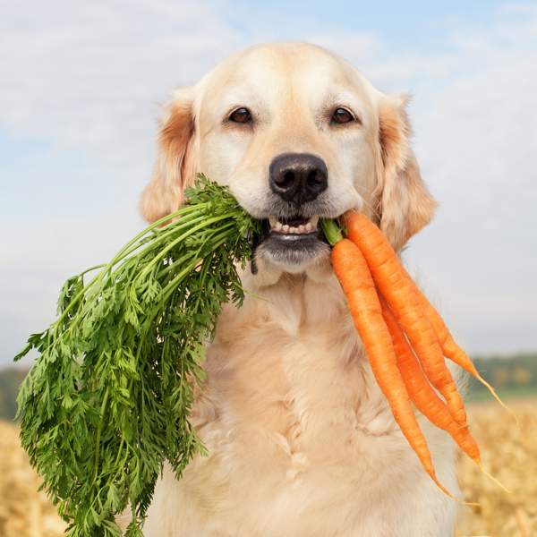 Perro con comida natural