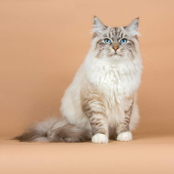 Gatos hipoalergénicos: las mejores razas de gatos para personas alérgicas
