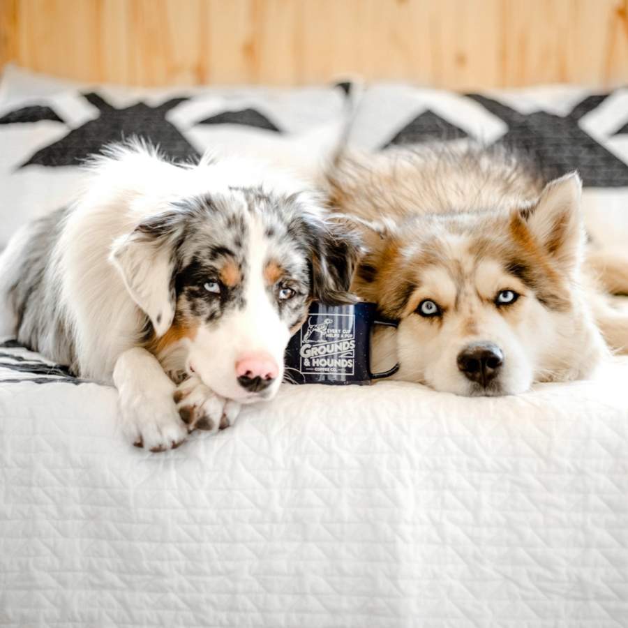 Perros sobre la cama