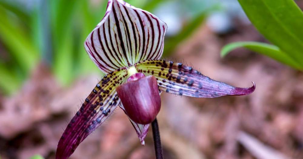 Orquídea zapatito de venus