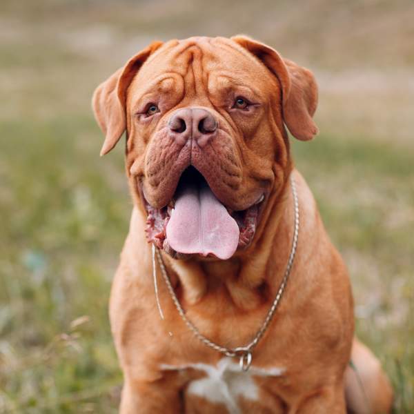 Dogo de Burdeos: un perro muy sensible con tamaño de gigante