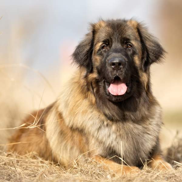 Leonberger: la raza de perros gigantes criada para acompañar a la realeza europea del siglo XIX