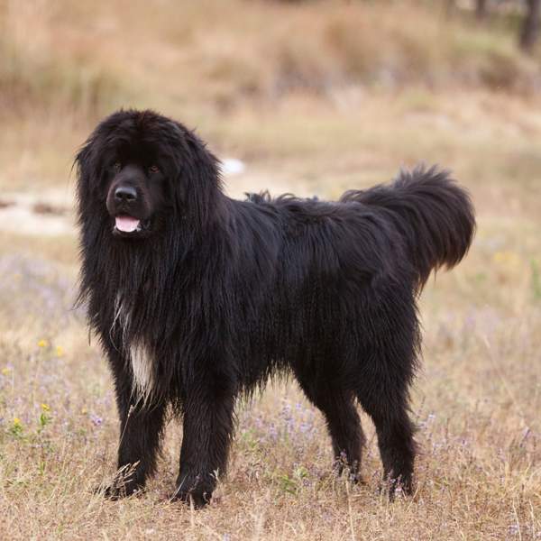 Terranova: un perro gigante con vocación de salvador