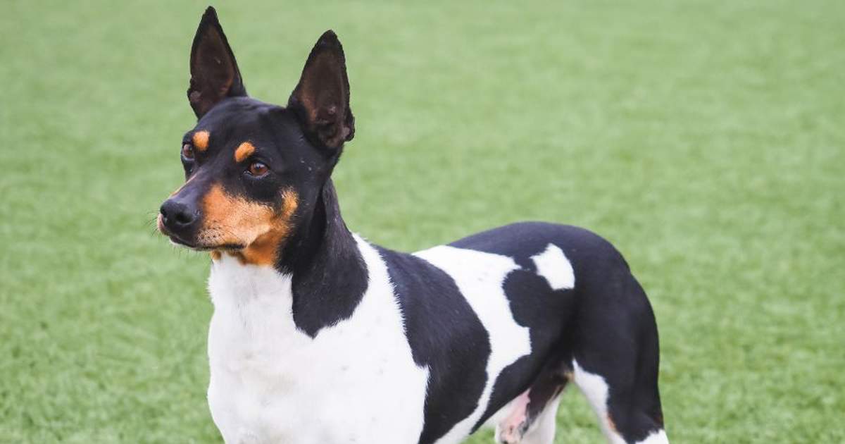 Pero Ratonero Ratonero valenciano: un alegre y enérgico perro de caza español