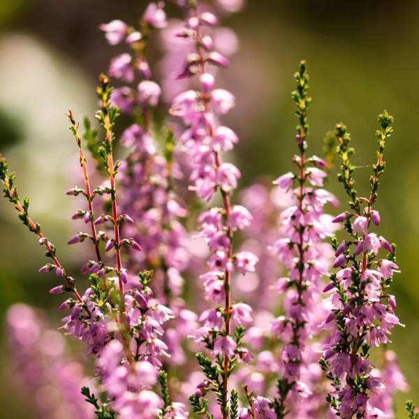 Brezo: el arbusto con flor resistente que llenará de color tu jardín