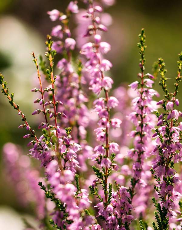 Brezo: el arbusto con flor resistente que llenará de color tu jardín