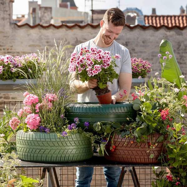 Trucos de profesionales para quitar bien las flores marchitas de los geranios y que tu balcón sea el más bonito y colorido