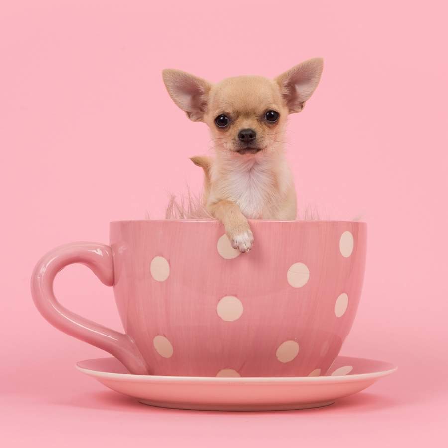 Chihuahua tacita de té