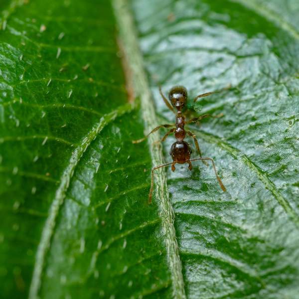 El truco para proteger tus plantas de las hormigas que no es el típico y está libre de tóxicos (con 2 cosas que ibas a tirar)