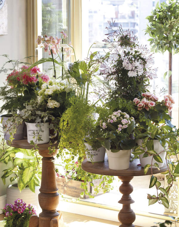 Plantas con flor con poco riego: 7 especies bonitas, elegantes e ideales para principiantes en jardinería
