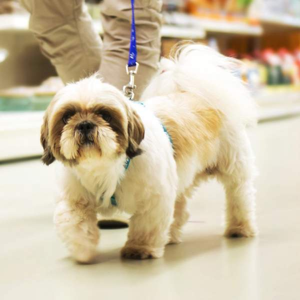 ¿Pueden entrar los perros en tiendas como IKEA, Zara o Decathlon?
