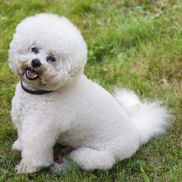 Bichón frisé: todo lo que siempre quisiste saber de esta raza de perros pequeños con el pelo blanco y rizado