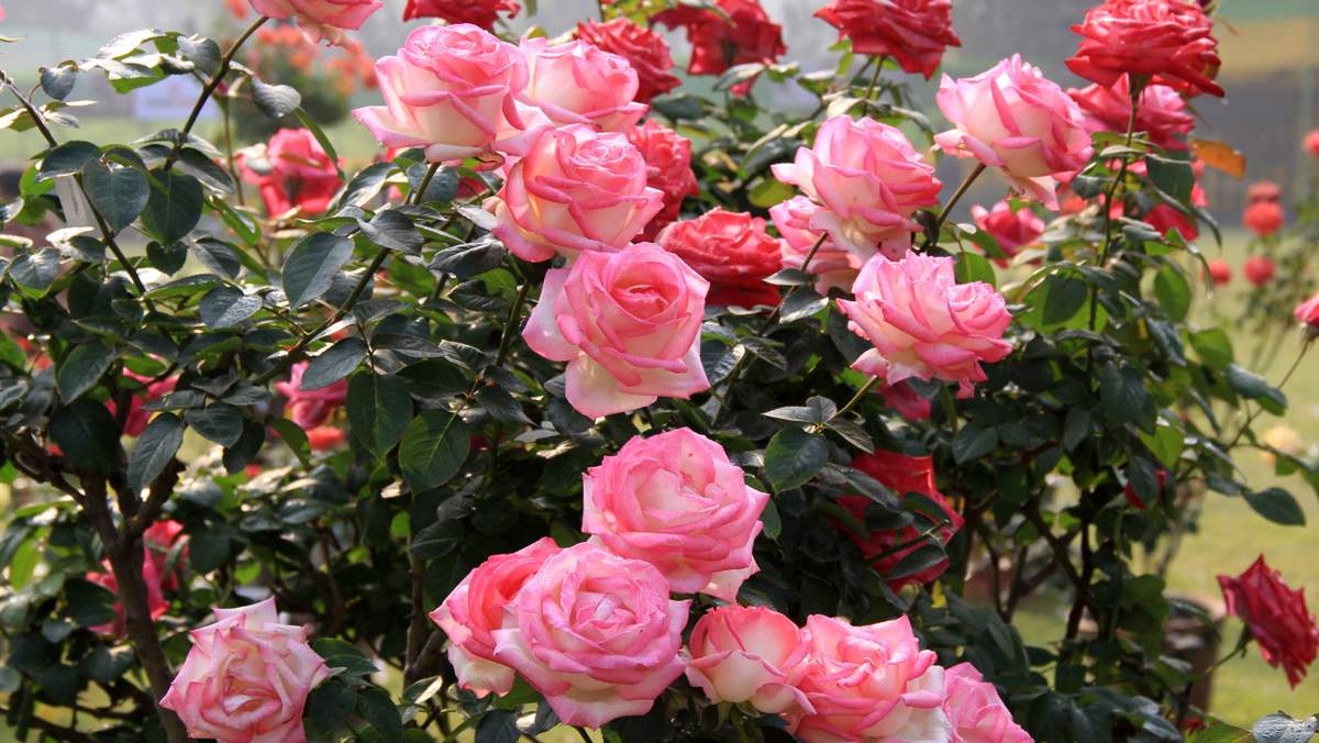 Revive tus rosas con este fertilizante orgánico que ayuda a retener el agua, los nutrientes y contribuye a su crecimiento