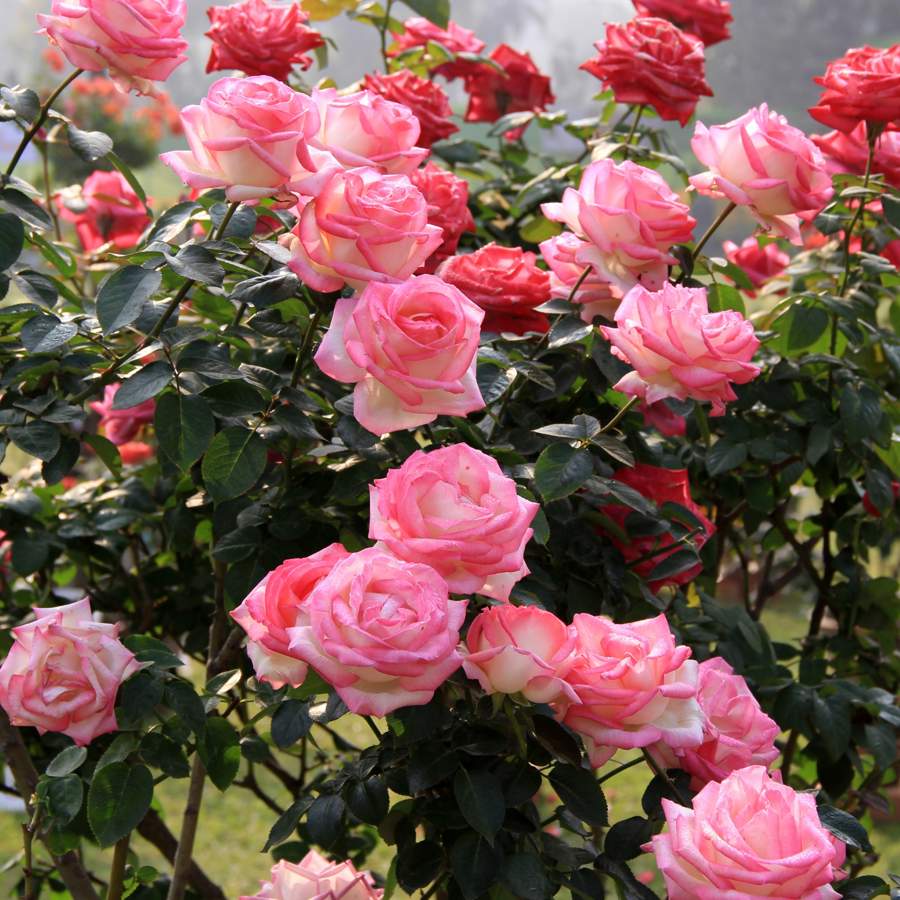 Aprende cuándo y cómo fertilizar tus rosas para que crezcan sanas y florezcan adecuadamente