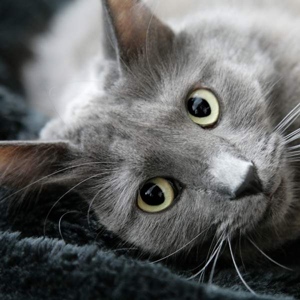 Cariñoso y muy leal: todo sobre el Nebelung, la preciosa raza de gatos con el pelo largo y sedoso