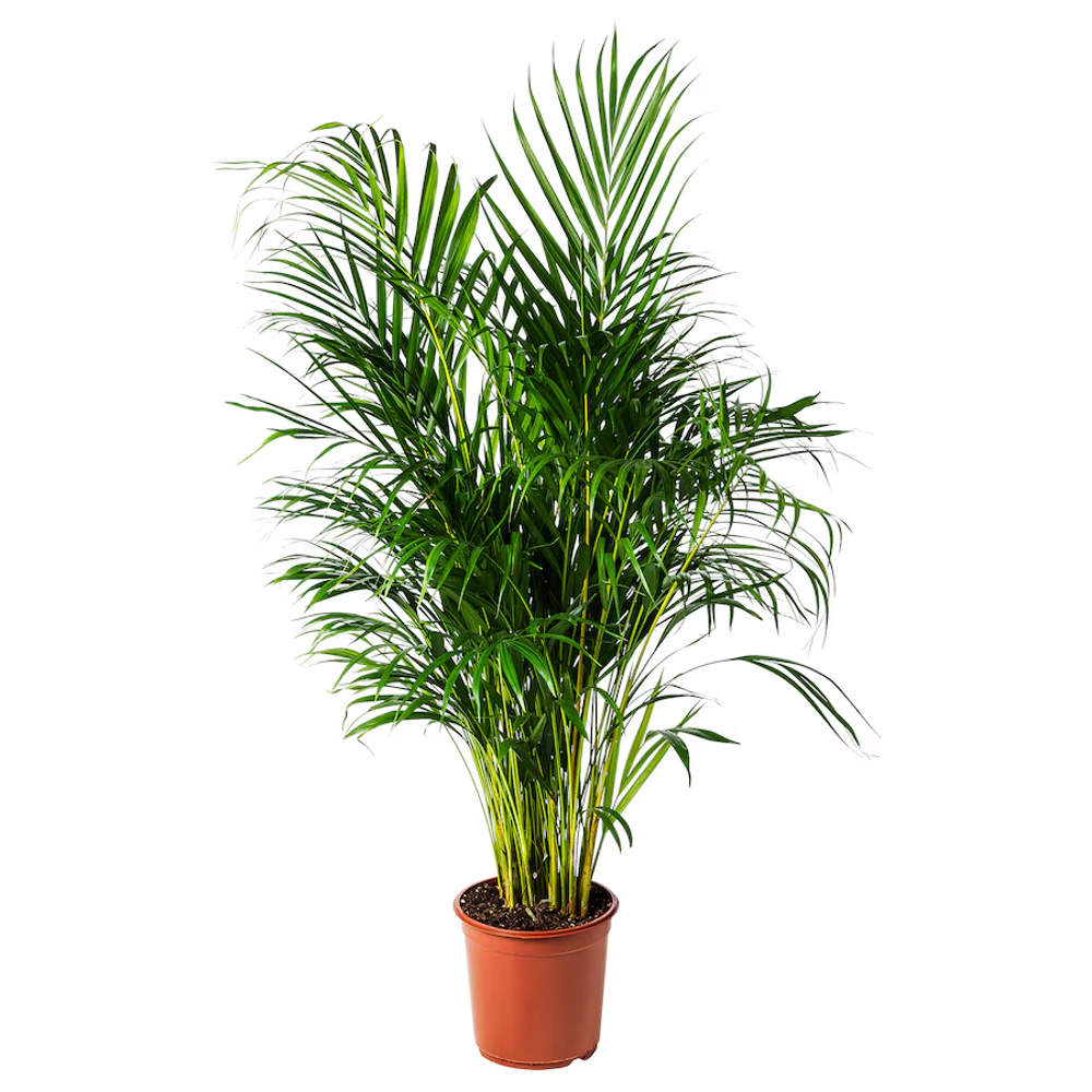 Dypsis Lutescens IKEA