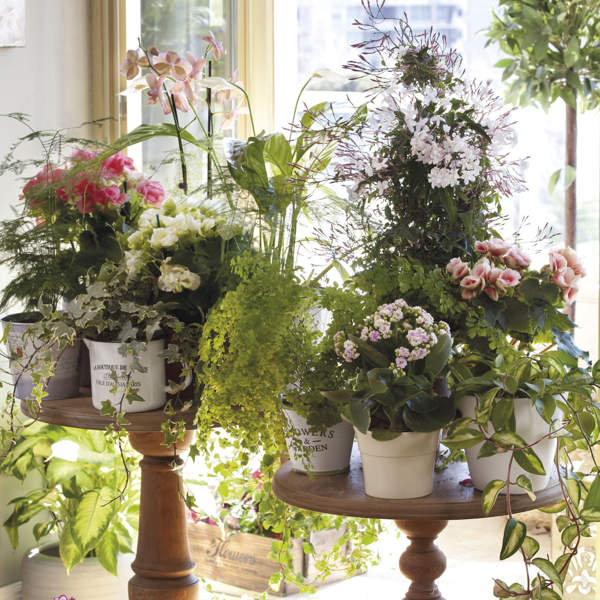 Adelántate a las ofertas de Lidl y hazte con las plantas con flor de la semana más buscadas para decorar tu casa (desde 3,99€)