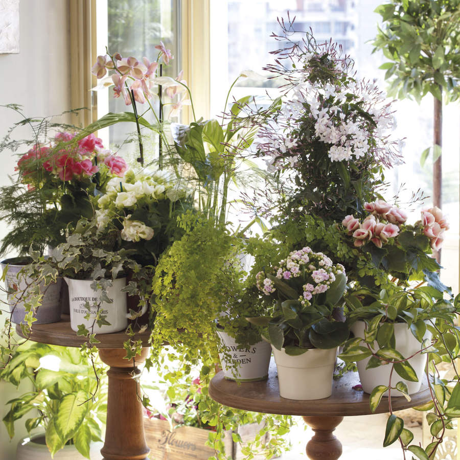 Plantas con flor de LIDL perfectas para decorar la casa esta temporada primavera/verano