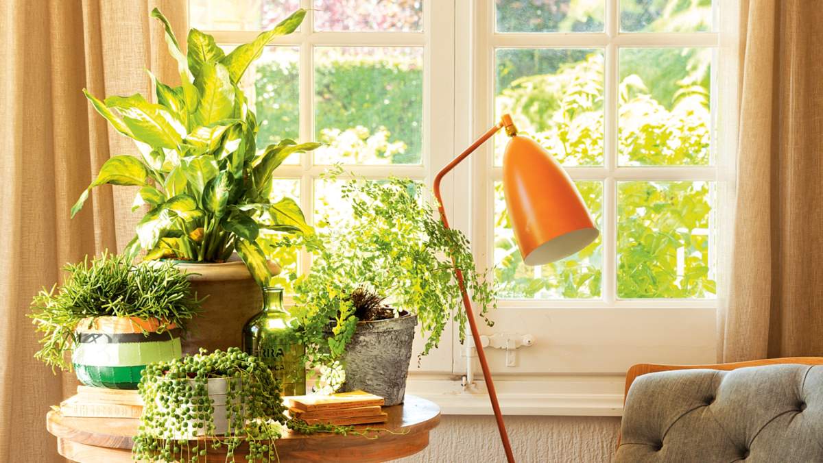 Bonito, fácil y barato: 6 plantitas en lata de Tiger para crear tu propio jardín en pocos minutos