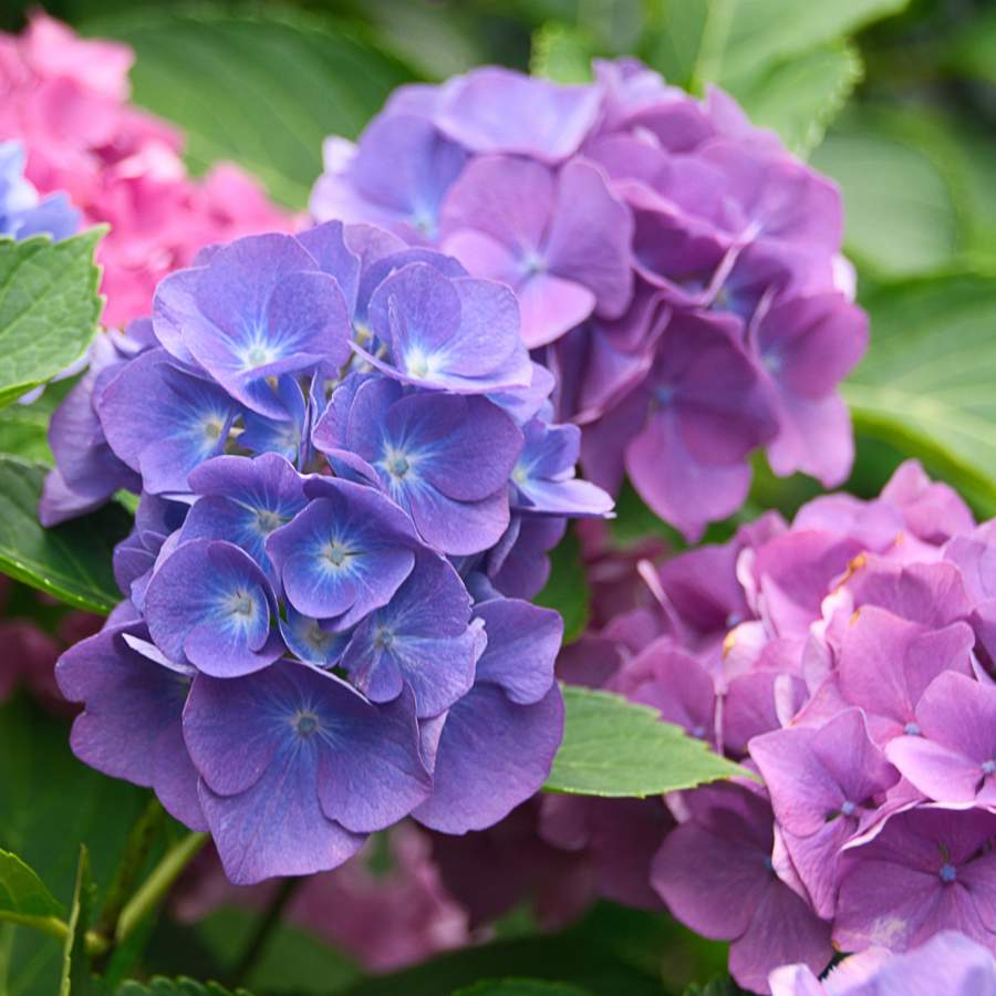 ¿Rosas o azules? Pon en práctica este truco y elige el color de tus hortensias