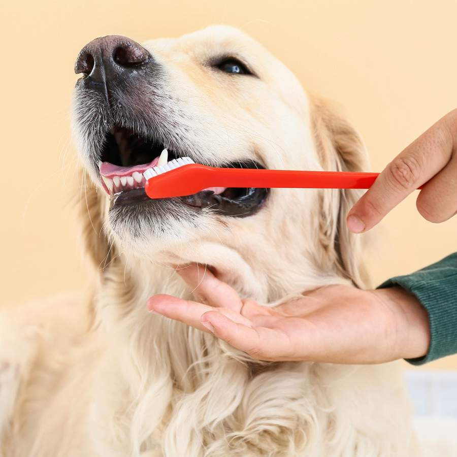 Salud dental perros