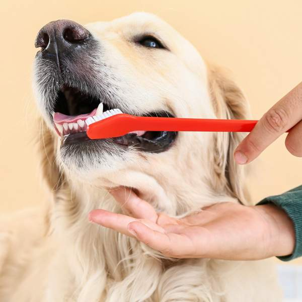 Una veterinaria experta explica los 4 pasos diarios para que tu perro o gato tenga unos dientes perfectos