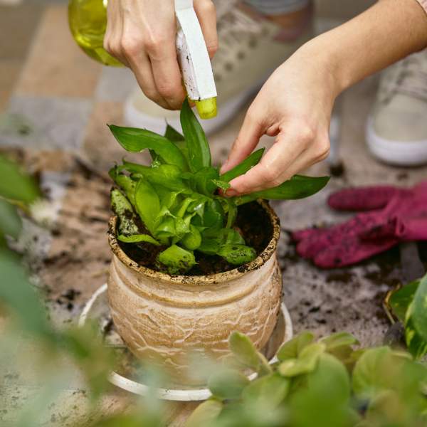 Un experto en jardinería revela el secreto para preparar el mejor abono y revivir tus plantas (con otra planta que tomas para tener buena digestión)