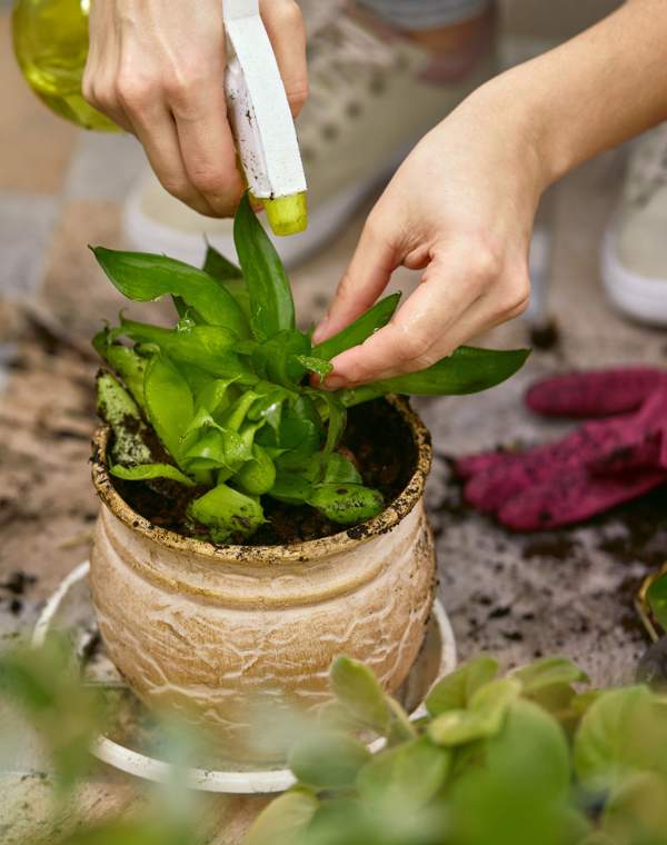 Un experto en jardinería revela el secreto para preparar el mejor abono y revivir tus plantas (con otra planta que tomas para tener buena digestión)