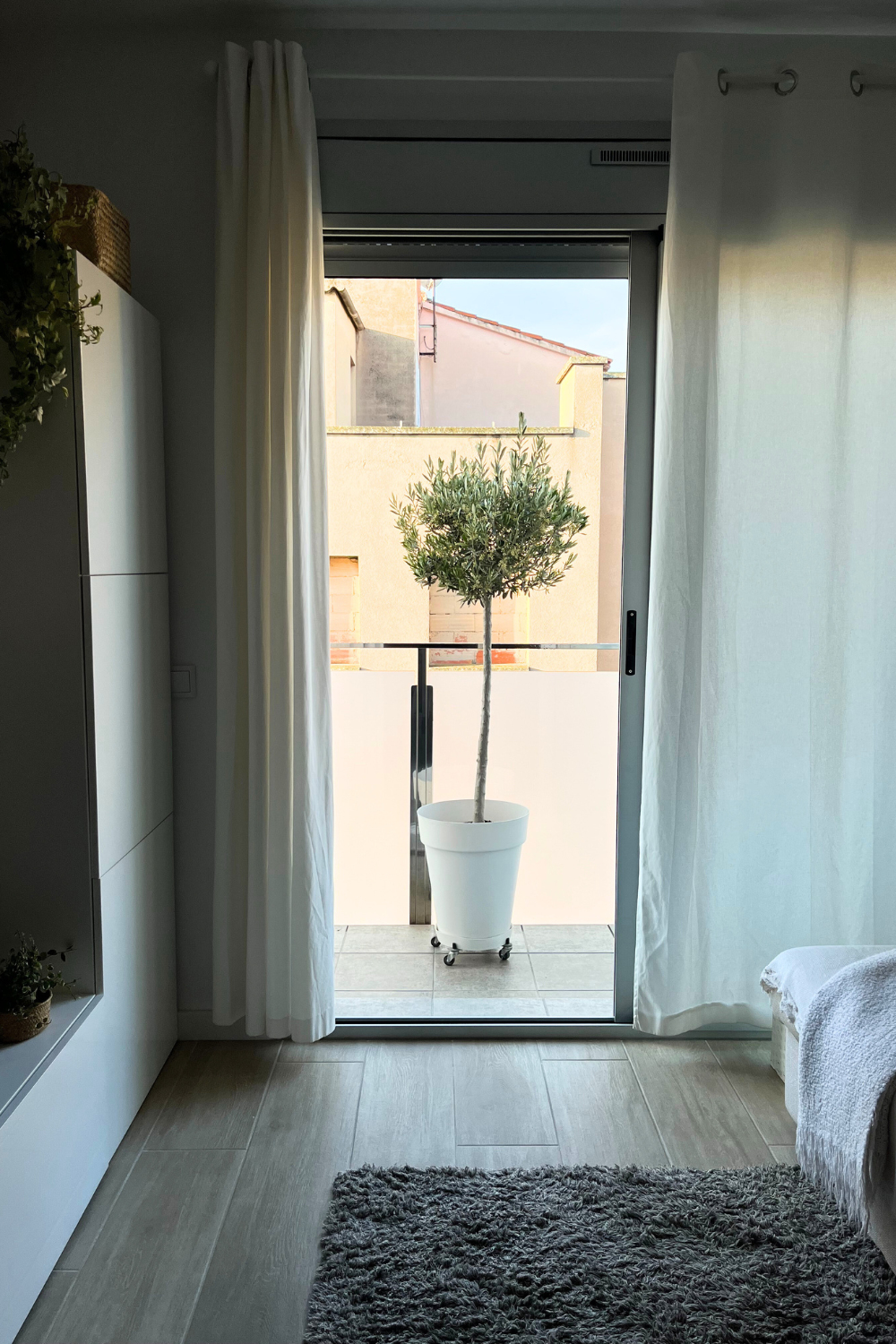olivo en balcón