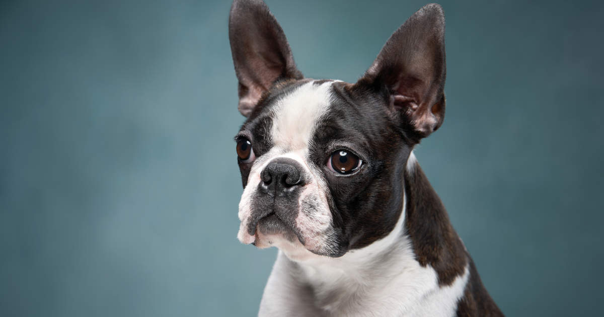 cuanto cuestan los boston terrier