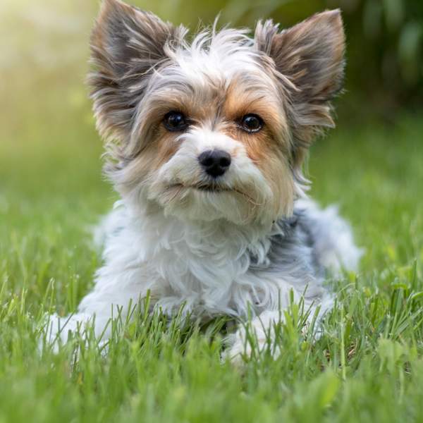 Biewer terrier: todo sobre el perro de compañía ideal para vivir en pisos pequeños