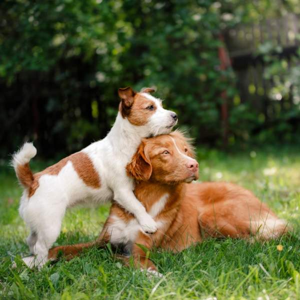 Cómo calmar a un perro macho en celo: 7 consejos infalibles para aliviar sus cambios de comportamiento 