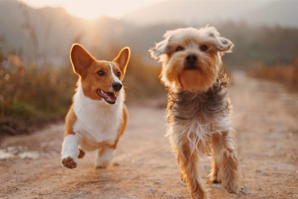 Perros pequen~os corriendo