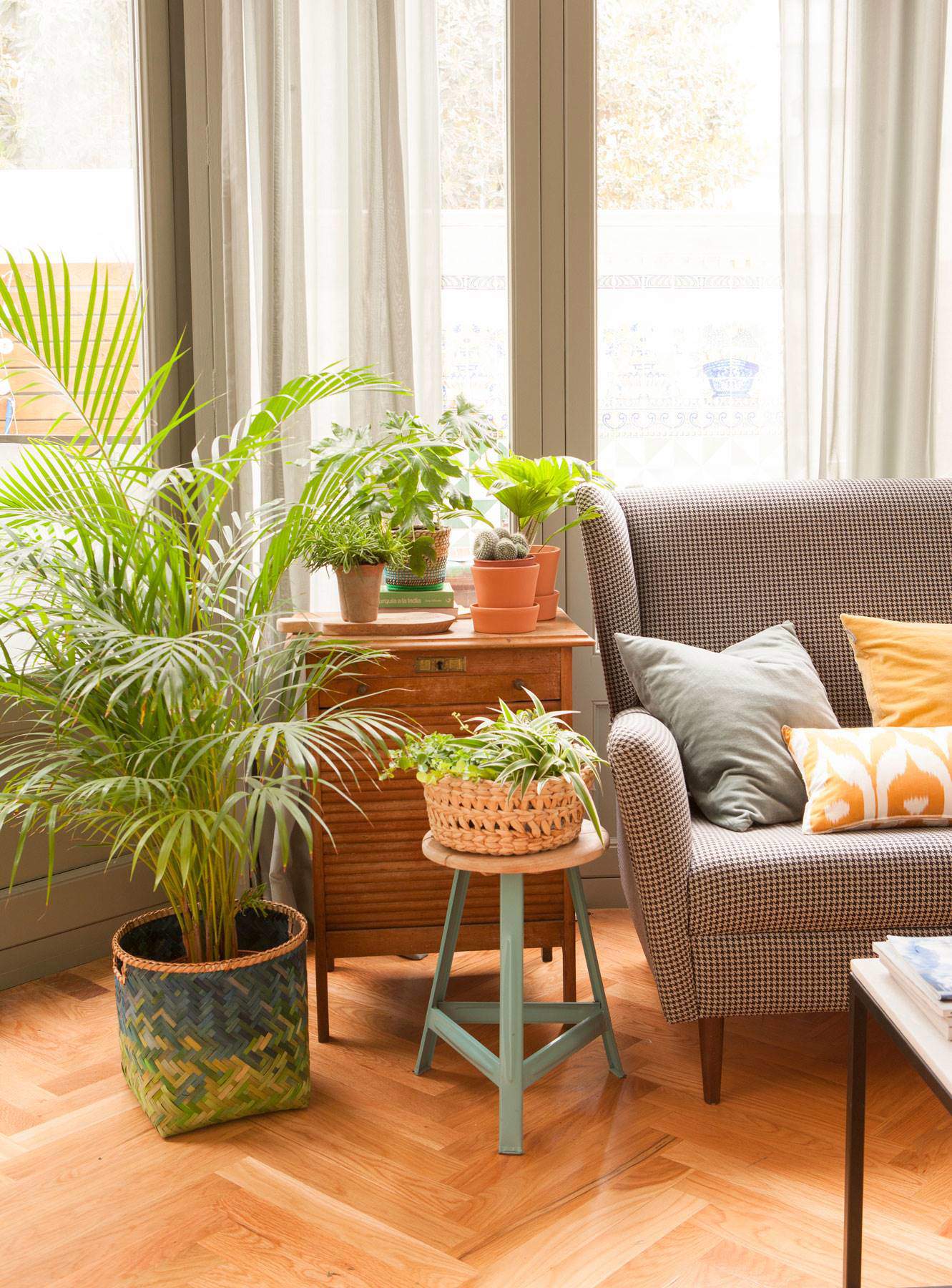 Salón con sofá y plantas como la palmera Areca a la izquierda