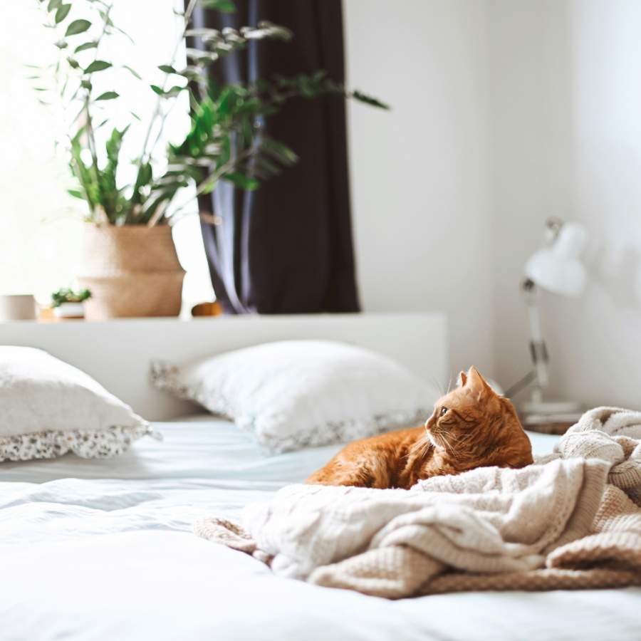 Tu gato puede dormir plácidamente en tu cama sin dejar ningún rastro