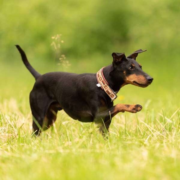 Manchester terrier, el cazador elegante y ágil: características, cuidados y salud del pero más valiente de todos