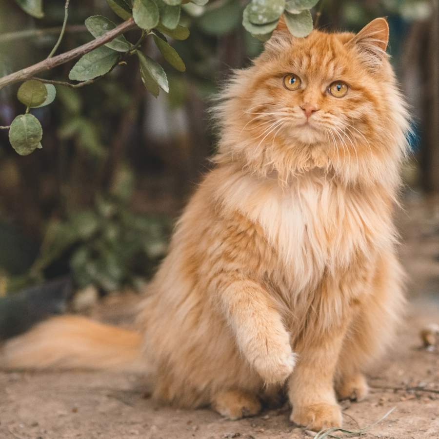 Gato naranja