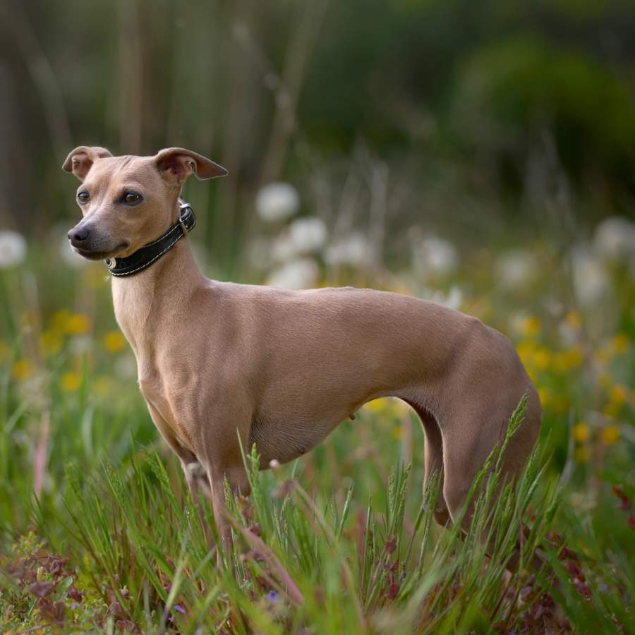 Whippet