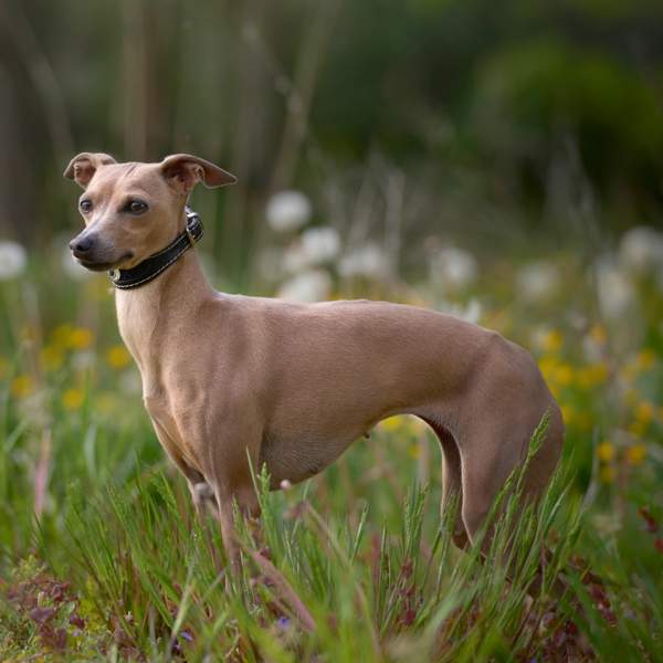 Whippet, características y cuidados del perro valiente y activo que se destaca por su inteligencia