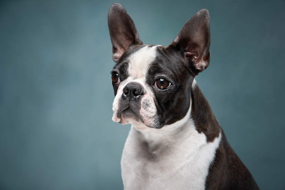 Boston terrier