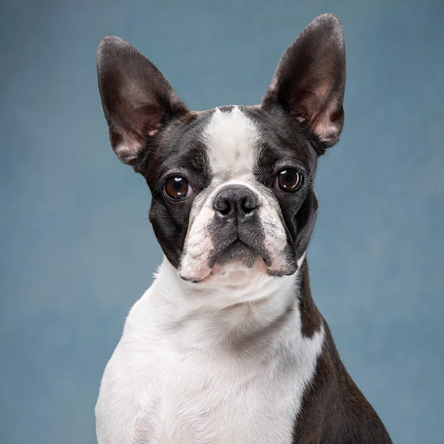 Boston terrier