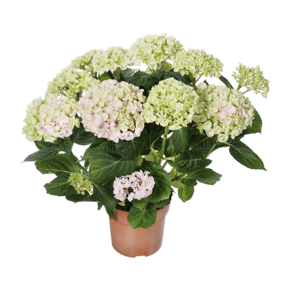 hortensias 