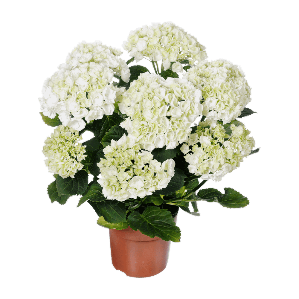 hortensias