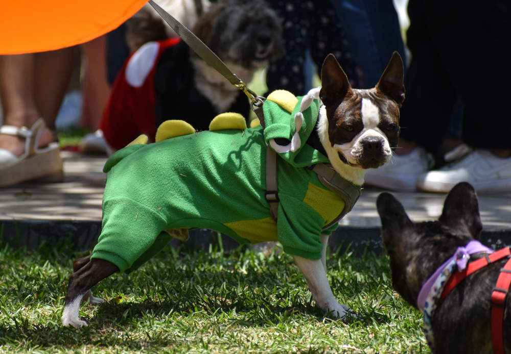 Boston Terrier