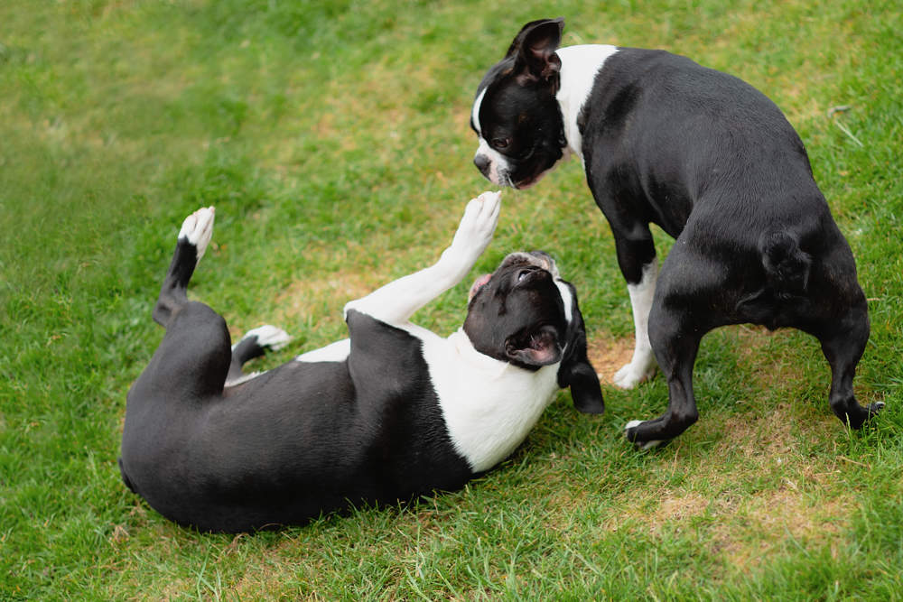 Boston Terriers jugando.