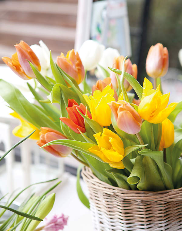 Tulipanes: Cómo plantar y cuidar estas hermosas flores en tu jardín
