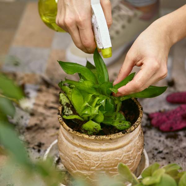 El truco fácil y efectivo para revivir las hojas secas de tus plantas con esta fruta que tienes en casa 