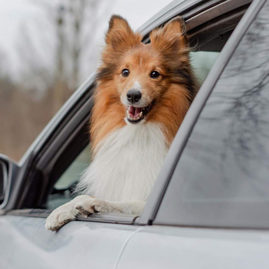 Perro viajando en un coche