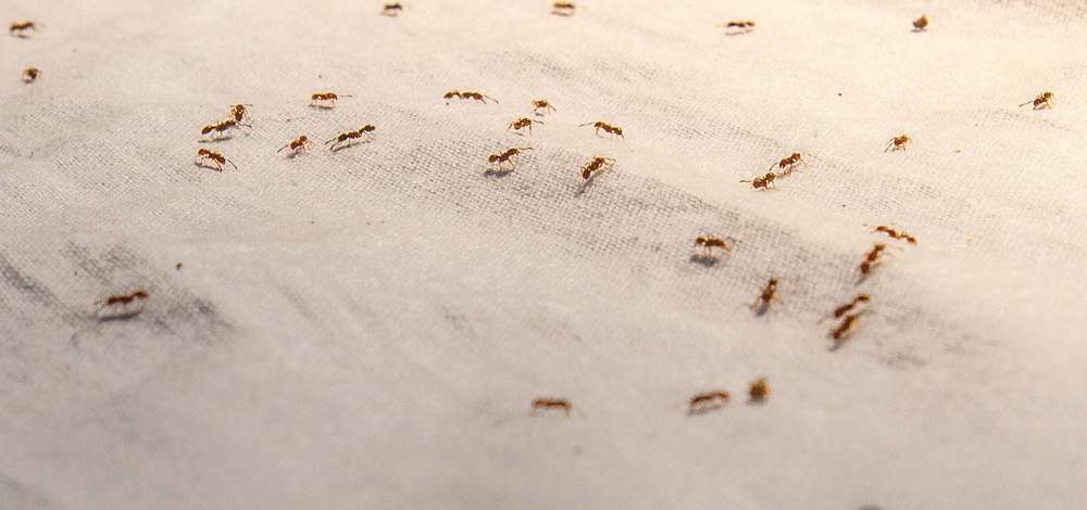 Plaga de hormigas en casa.